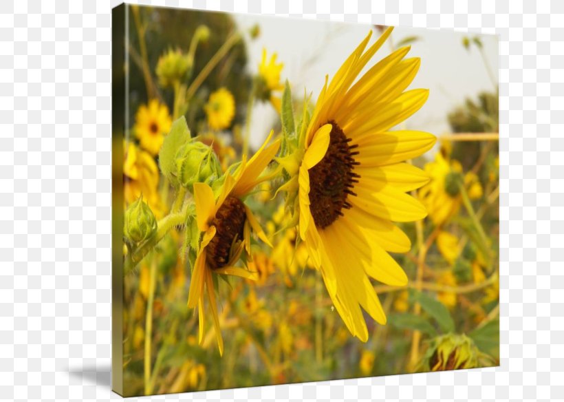 Sunflower M Wildflower, PNG, 650x584px, Sunflower M, Daisy Family, Flower, Flowering Plant, Membrane Winged Insect Download Free