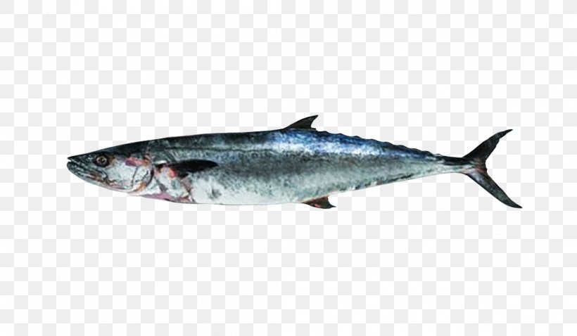 Thunnus Mackerel Sardine Oily Fish Salmon, PNG, 1056x616px, Thunnus, Bonito, Bony Fish, Bream, Fauna Download Free