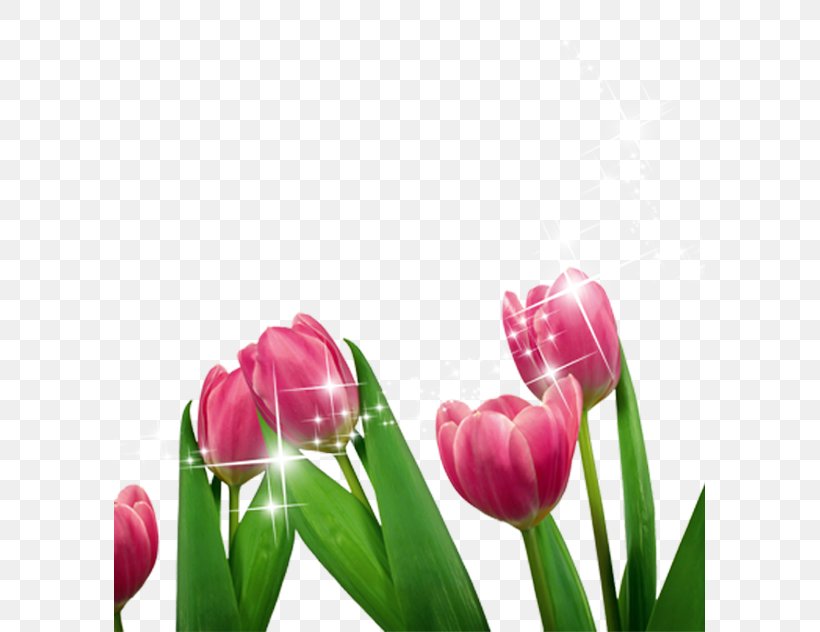 Tulip Cut Flowers Purple, PNG, 591x632px, Tulip, Cut Flowers, Floral Design, Floristry, Flower Download Free