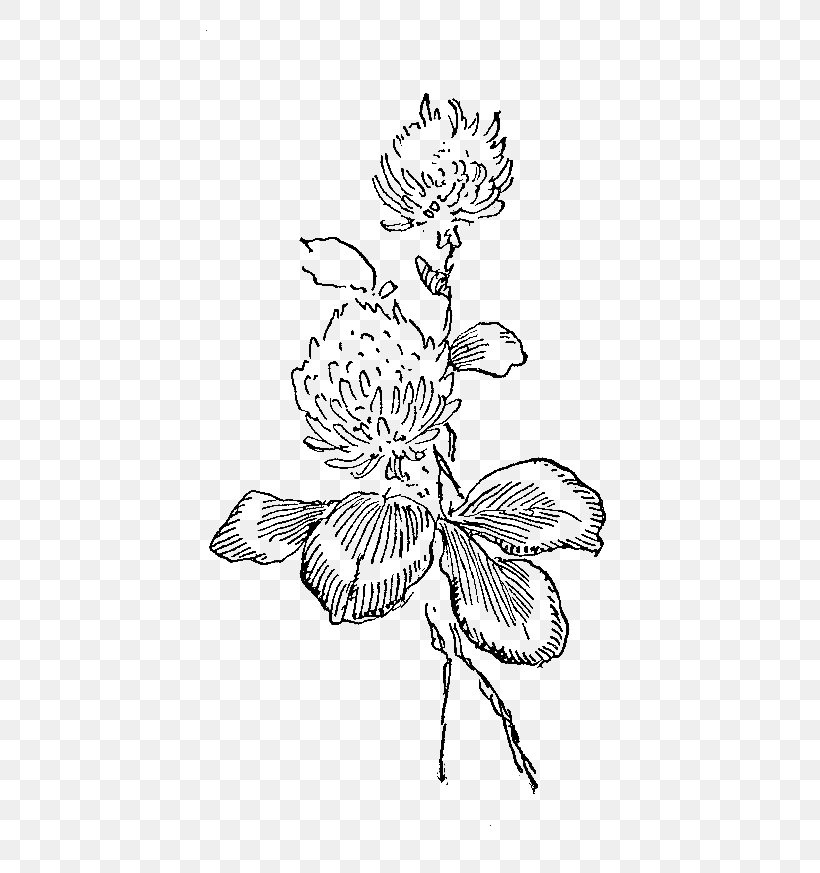 White Clover Red Clover Flower Illustration, PNG, 586x873px, White Clover, Art, Artwork, Black And White, Botanical Illustration Download Free