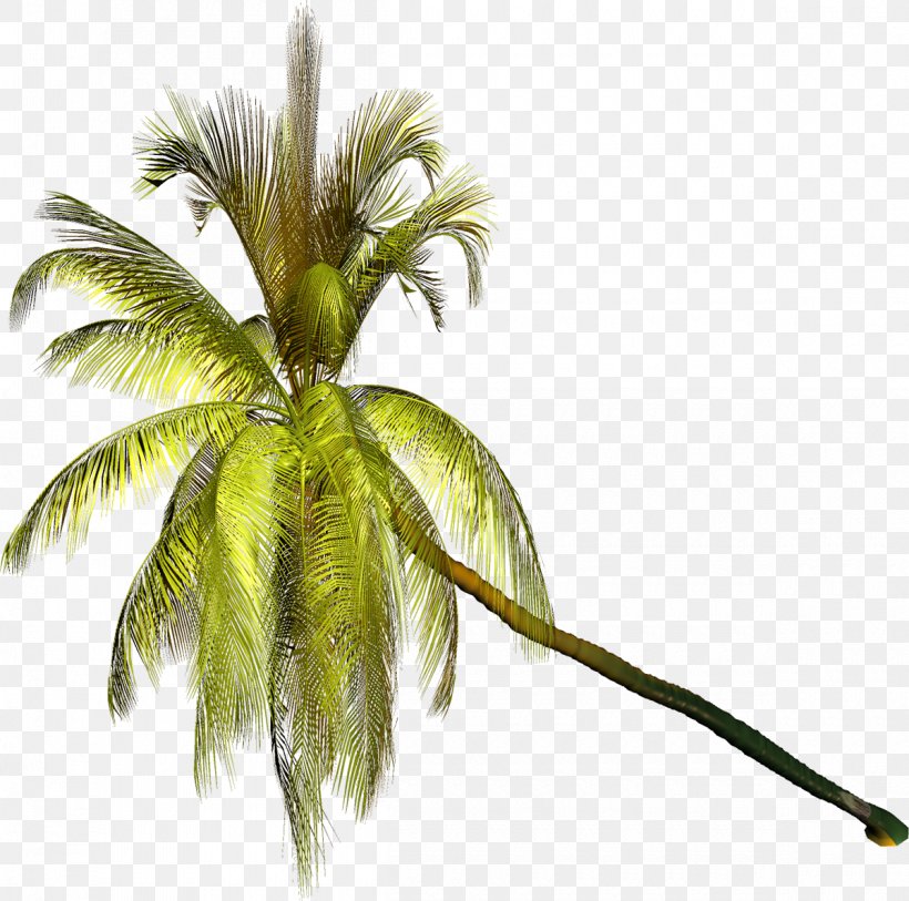 Arecaceae Tree Coconut Clip Art, PNG, 1200x1190px, Arecaceae, Arecales, Branch, Coconut, Digital Image Download Free