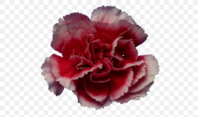 Carnation Cut Flowers Petal Plant, PNG, 550x488px, Carnation, Amyotrophic Lateral Sclerosis, Begonia, Cut Flowers, Dianthus Download Free