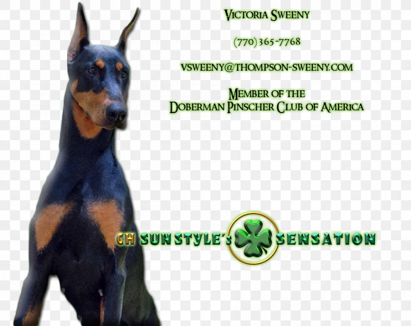Dobermann German Pinscher Manchester Terrier Dog Breed Guard Dog, PNG, 900x715px, Dobermann, Breed, Carnivoran, Dog, Dog Breed Download Free