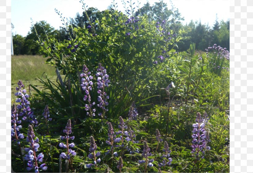 Subshrub Plant Community Common Lilac, PNG, 1287x884px, Shrub, Branch, Common Lilac, Community, Flora Download Free