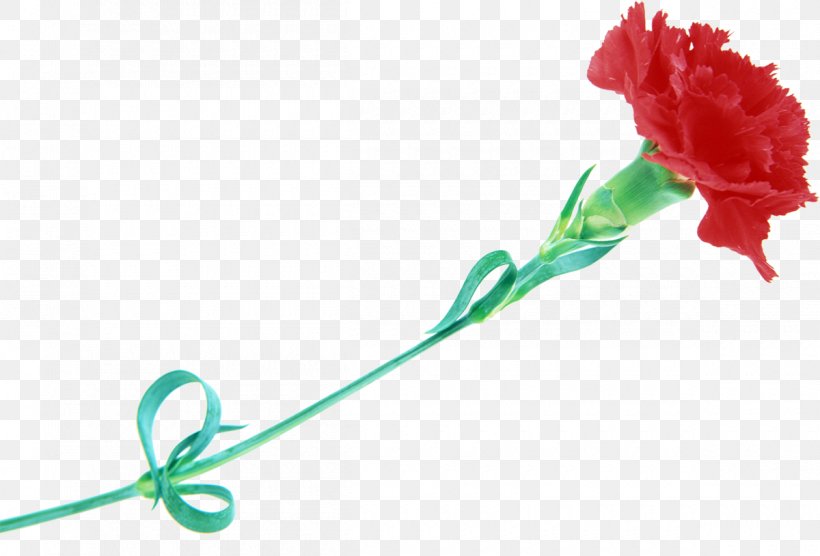 Dianthus Caryophyllus Var. Schabaud Flower Red Garden Roses Tulip, PNG, 1200x814px, Dianthus Caryophyllus Var Schabaud, Carnation, Caryophyllaceae, Color, Flower Download Free