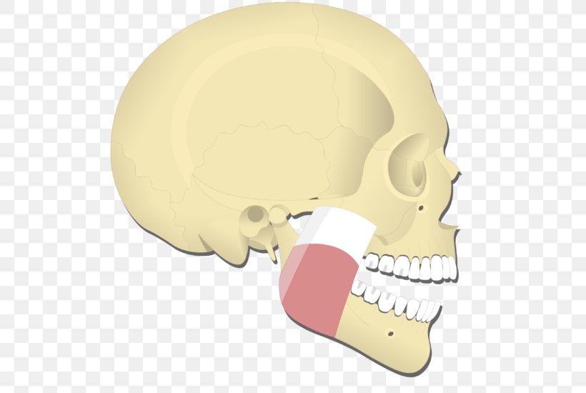 Medial Pterygoid Muscle Lateral Pterygoid Muscle Temporal Muscle Masseter Muscle Mandible, PNG, 518x550px, Medial Pterygoid Muscle, Angle Of The Mandible, Bone, Cheek, Ear Download Free