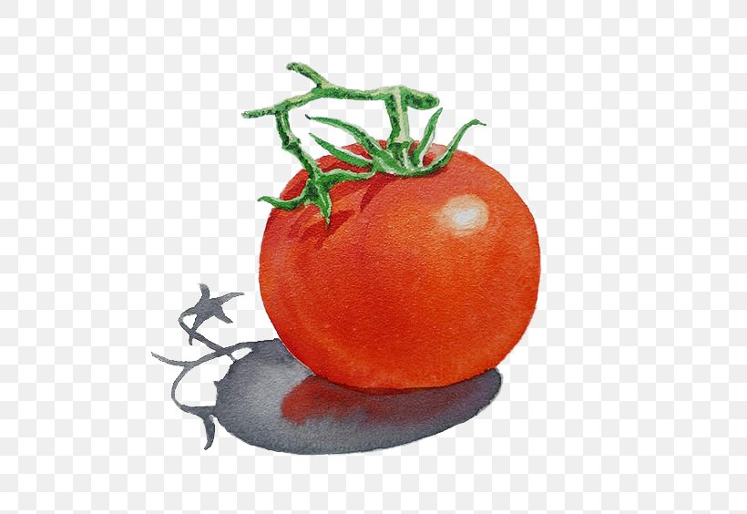 Art Watercolor Painting Illustration, PNG, 564x564px, Art, Artist, Bush Tomato, Clementine, Diet Food Download Free