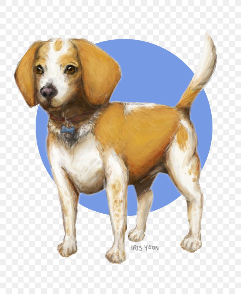 Beagle Harrier Puppy Dog Breed Companion Dog, PNG, 799x999px, Beagle, Breed, Carnivoran, Companion Dog, Deviantart Download Free