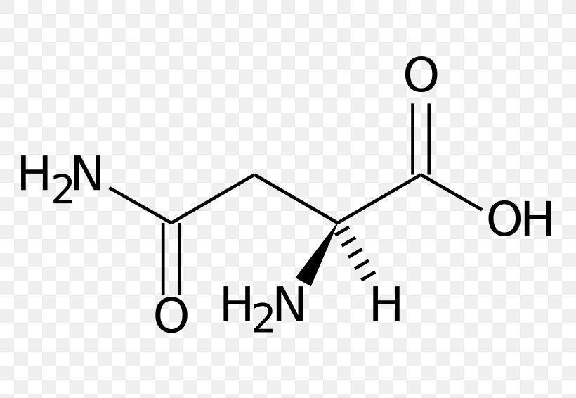 Dietary Supplement Glutamine Molecule Creatine Acid, PNG, 800x566px, Dietary Supplement, Acid, Amino Acid, Area, Asparagine Download Free