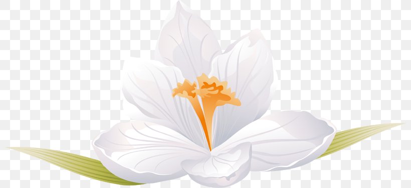 Petal White Flowering Plant Computer Wallpaper, PNG, 800x376px, Petal, Computer, Flower, Flowering Plant, Plant Download Free