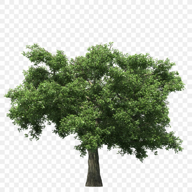 Tree, PNG, 1024x1024px, 3d Computer Graphics, Tree, Branch, Child, Image Resolution Download Free