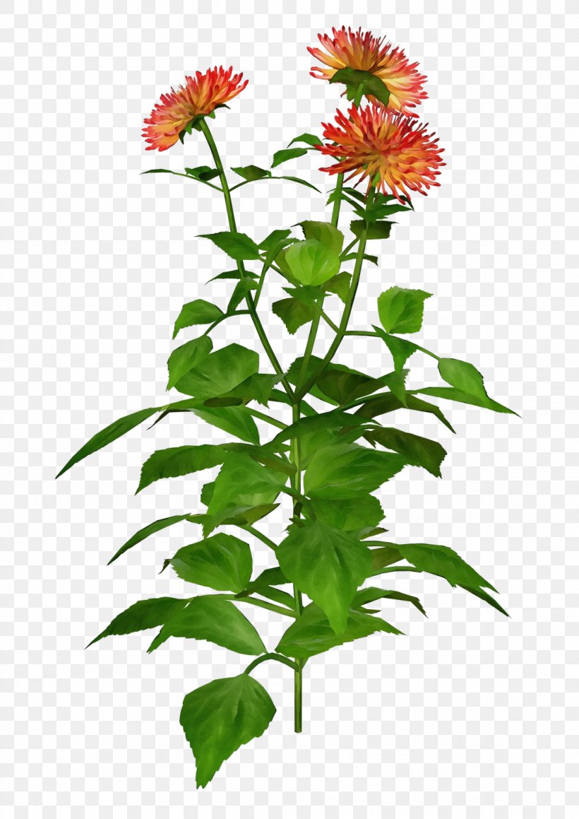 Flower Plant Distaff Thistles Herbaceous Plant Annual Plant, PNG, 1132x1600px, Watercolor, Annual Plant, Distaff Thistles, Flower, Herbaceous Plant Download Free