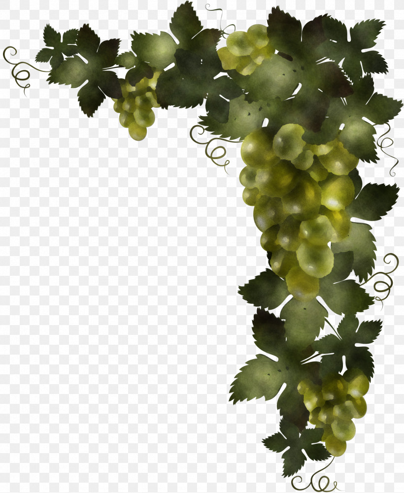 Champagne, PNG, 2456x3000px, Sultana, Champagne, Common Grape Vine, Concord Grape, Fruit Download Free