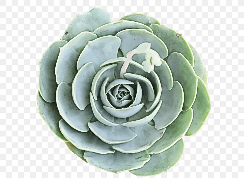 Flower White, PNG, 600x600px, Flower, Agave, Echeveria, Perennial Plant, Petal Download Free