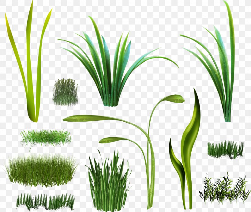 Herbaceous Plant Digital Image Clip Art, PNG, 1169x987px, Herbaceous Plant, Aquarium Decor, Arecaceae, Arecales, Chrysopogon Zizanioides Download Free