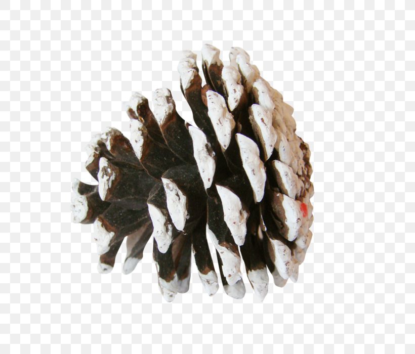 Pine Conifer Cone Spruce Clip Art, PNG, 700x700px, Pine, Auglis, Conifer Cone, Dots Per Inch, Material Download Free