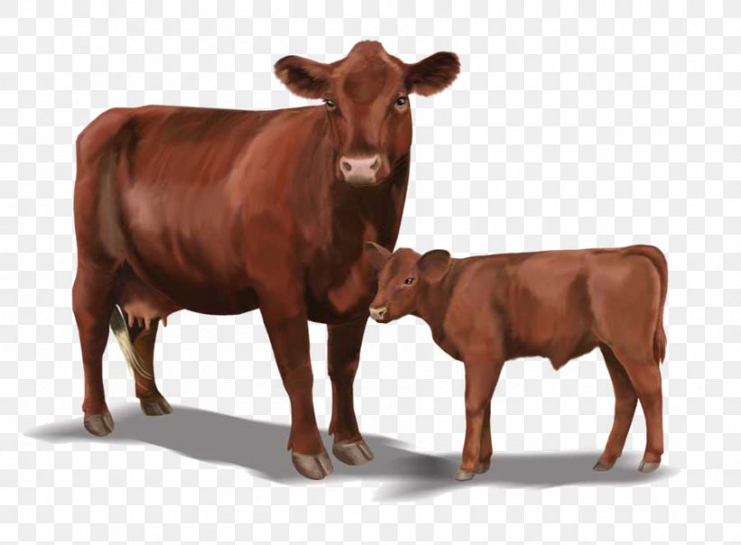 Red Poll Hereford Cattle Danish Red Cattle Angus Cattle Holstein Friesian Cattle, PNG, 900x663px, Red Poll, Angus Cattle, Beef Cattle, Breed, Bull Download Free