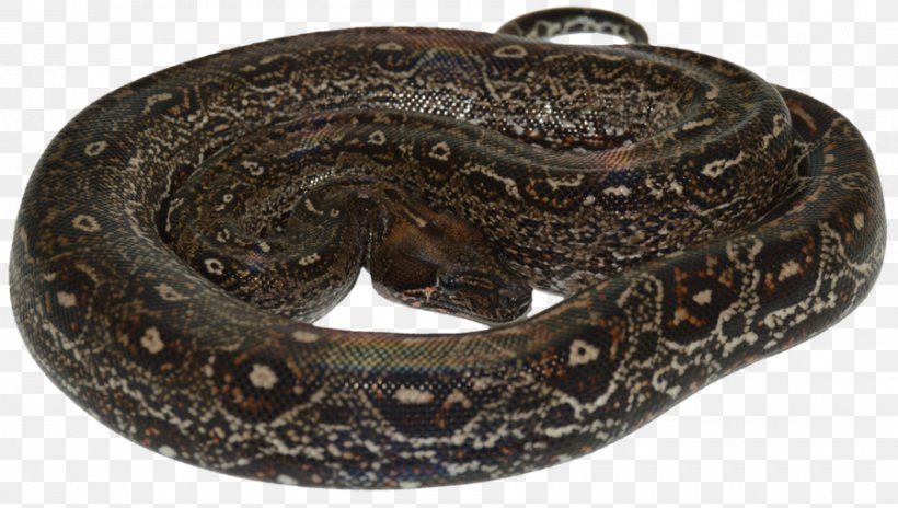 Boa Constrictor Rattlesnake Constriction Vipers, PNG, 900x510px, Boa Constrictor, Android, Boas, Boinae, Constriction Download Free