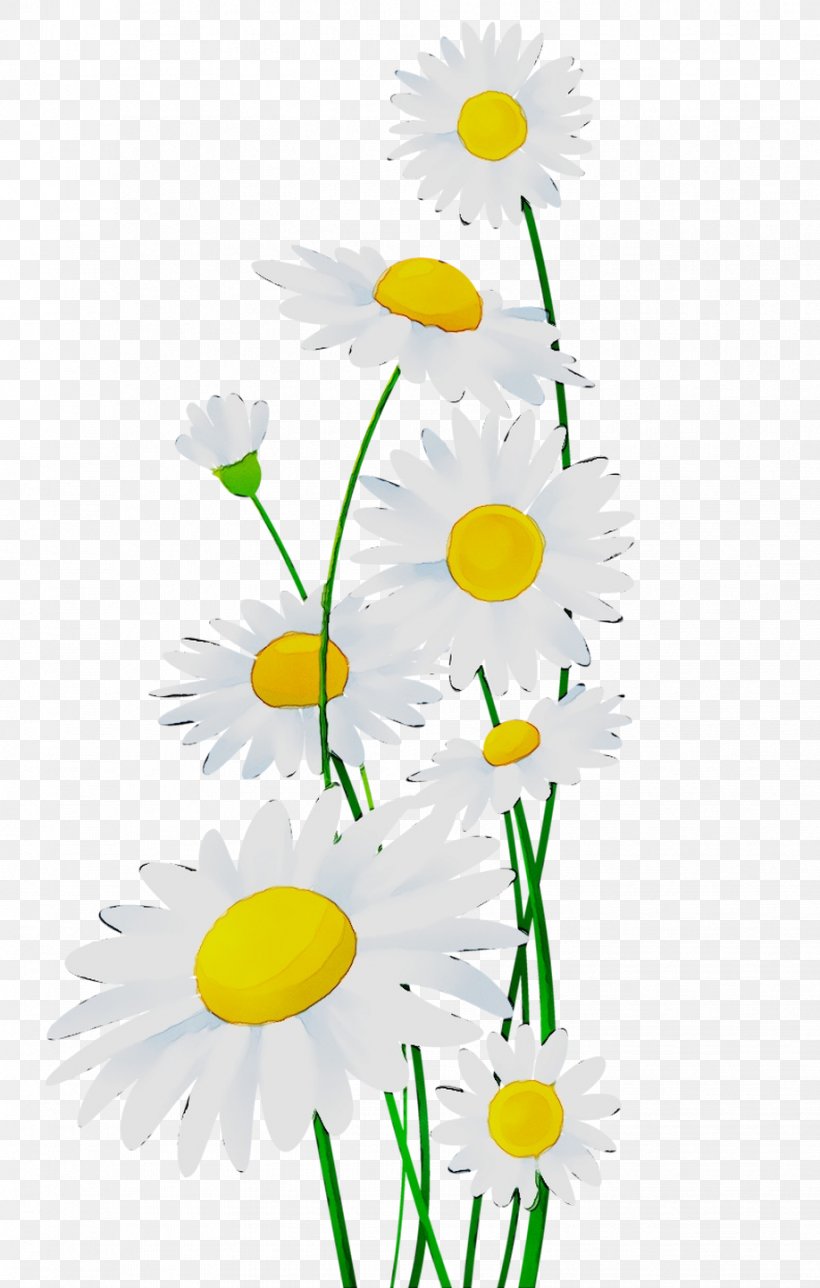 Chrysanthemum Oxeye Daisy Roman Chamomile Floral Design Cut Flowers, PNG, 918x1443px, Chrysanthemum, Botany, Camomile, Chamaemelum Nobile, Chamomile Download Free