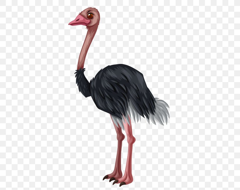 Common Ostrich Bird Clip Art, PNG, 550x648px, Common Ostrich, Beak, Bird, Depositphotos, Emu Download Free