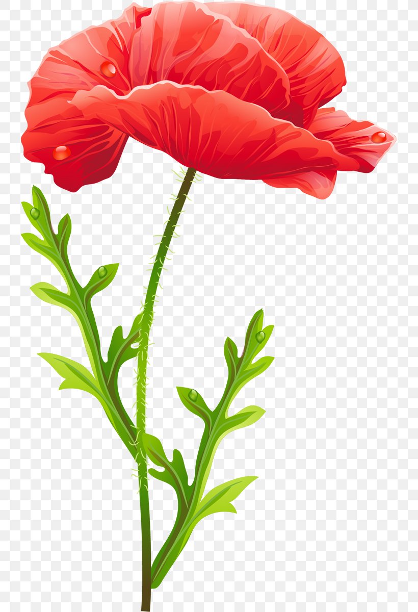 Flower Clip Art, PNG, 738x1200px, Flower, Annual Plant, Coquelicot, Cut Flowers, Flowering Plant Download Free