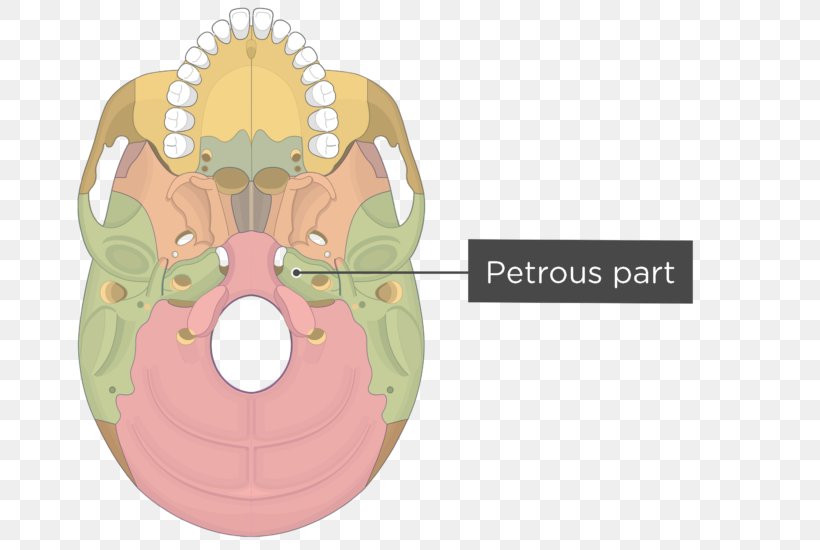 Pterygoid Processes Of The Sphenoid Sphenoid Bone Medial Pterygoid Muscle Lateral Pterygoid Muscle, PNG, 745x550px, Watercolor, Cartoon, Flower, Frame, Heart Download Free