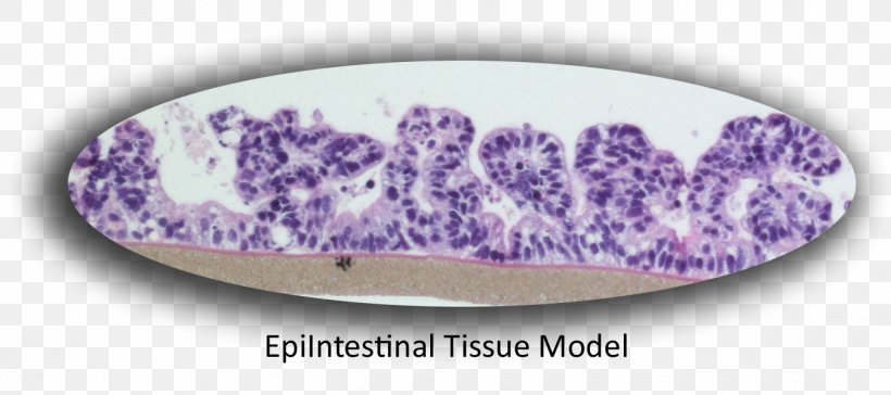 Small Intestine Epithelium Caco-2 Cell Gastrointestinal Tract, PNG, 1350x600px, Small Intestine, Cell, Drug, Epithelium, Gastrointestinal Tract Download Free