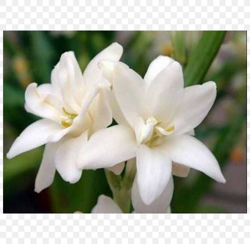 Tuberose Flower Perfume Rajnigandha Phool Tumhare, PNG, 800x800px, Tuberose, Amaryllis Family, Common Daisy, Essential Oil, Flower Download Free