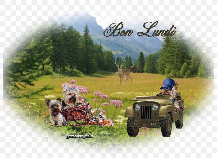 Vehicle Landscape Adventure Film, PNG, 800x600px, Vehicle, Adventure, Adventure Film, Grass, Landscape Download Free