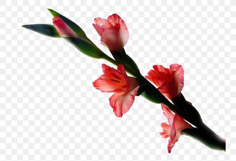 Gladiolus Hybridus Gladiolus Xd7gandavensis, PNG, 749x562px, Gladiolus Xd7gandavensis, Blossom, Bud, Cut Flowers, Floral Design Download Free