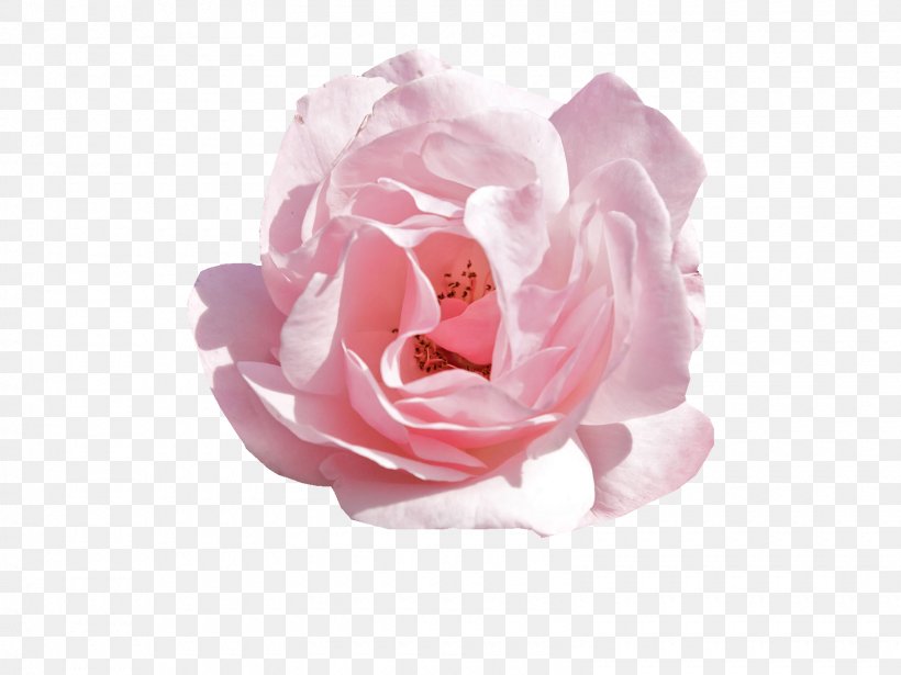 Pink Flowers Rose, PNG, 1600x1200px, Pink Flowers, Cut Flowers, Drawing, Floribunda, Flower Download Free