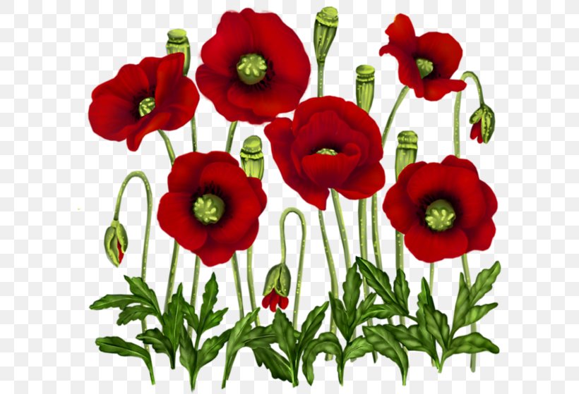 Poppy Vase With Red Poppies Flower Painting, PNG, 600x559px, Poppy, Anemone, Annual Plant, Common Poppy, Coquelicot Download Free