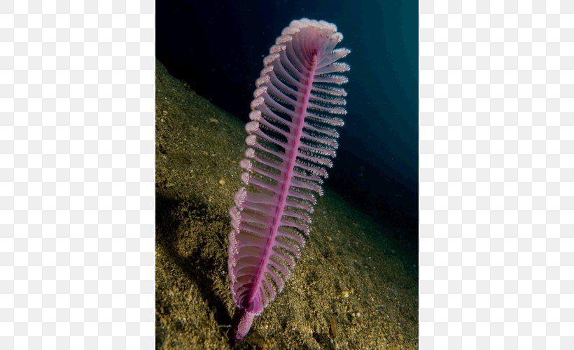 Sea Pen Flower Animal Deep Sea Creature, PNG, 500x500px, Flower, Animal, Biology, Blossom, Blue Glaucus Download Free