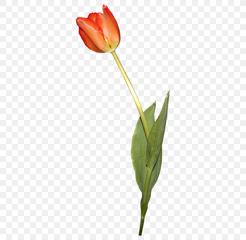 Tulip Still Life Photography Cut Flowers Plant Stem Bud, PNG, 341x800px, Tulip, Bud, Cut Flowers, Flower, Flowering Plant Download Free
