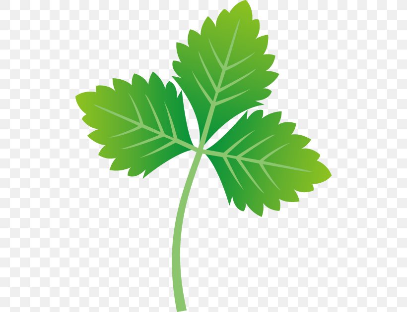 Cryptotaenia Japonica Leaf Parsley Vegetable, PNG, 516x630px, Leaf, Amber, Ashitaba, Cat, Ham Download Free