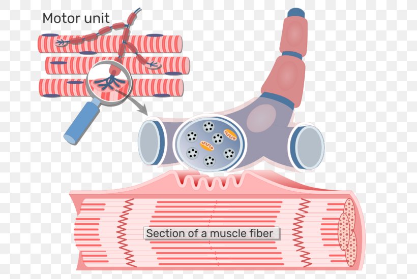 Neuromuscular Junction Motor Neuron Axon Skeletal Muscle Motor Unit, PNG, 770x550px, Neuromuscular Junction, Axon, Brand, Endplate Potential, Motor Neuron Download Free