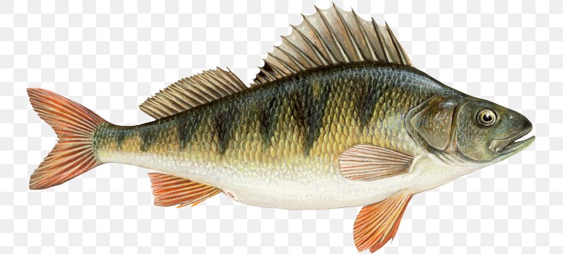 Northern Pike European Perch Freshwater Fish Angling, PNG, 743x371px, Northern Pike, Angling, Animal Figure, Bait, Bass Download Free