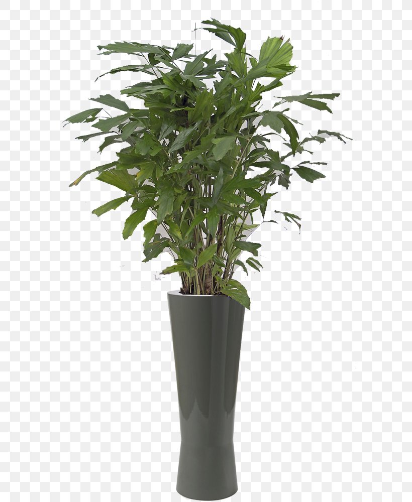 Philodendron Xanadu Plant Bamboo Schefflera Arboricola Tree, PNG, 750x1000px, Philodendron Xanadu, Artificial Flower, Bamboo, Evergreen, Fiddleleaf Fig Download Free