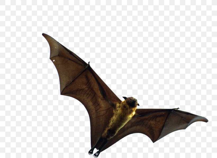 Bat Flying Foxes Animal, PNG, 756x600px, Bat, Animal, Cancer, Dream, Flight Download Free