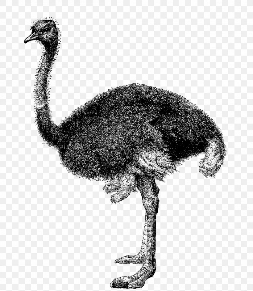 Common Ostrich Clip Art Ostriches Greater Rhea Image, PNG, 1253x1440px, Common Ostrich, Animal, Beak, Bird, Casuariiformes Download Free
