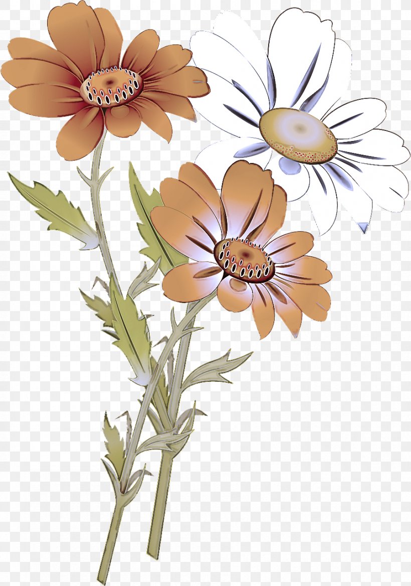 Daisy, PNG, 898x1280px, Flower, Camomile, Chamomile, Daisy, Flowering Plant Download Free