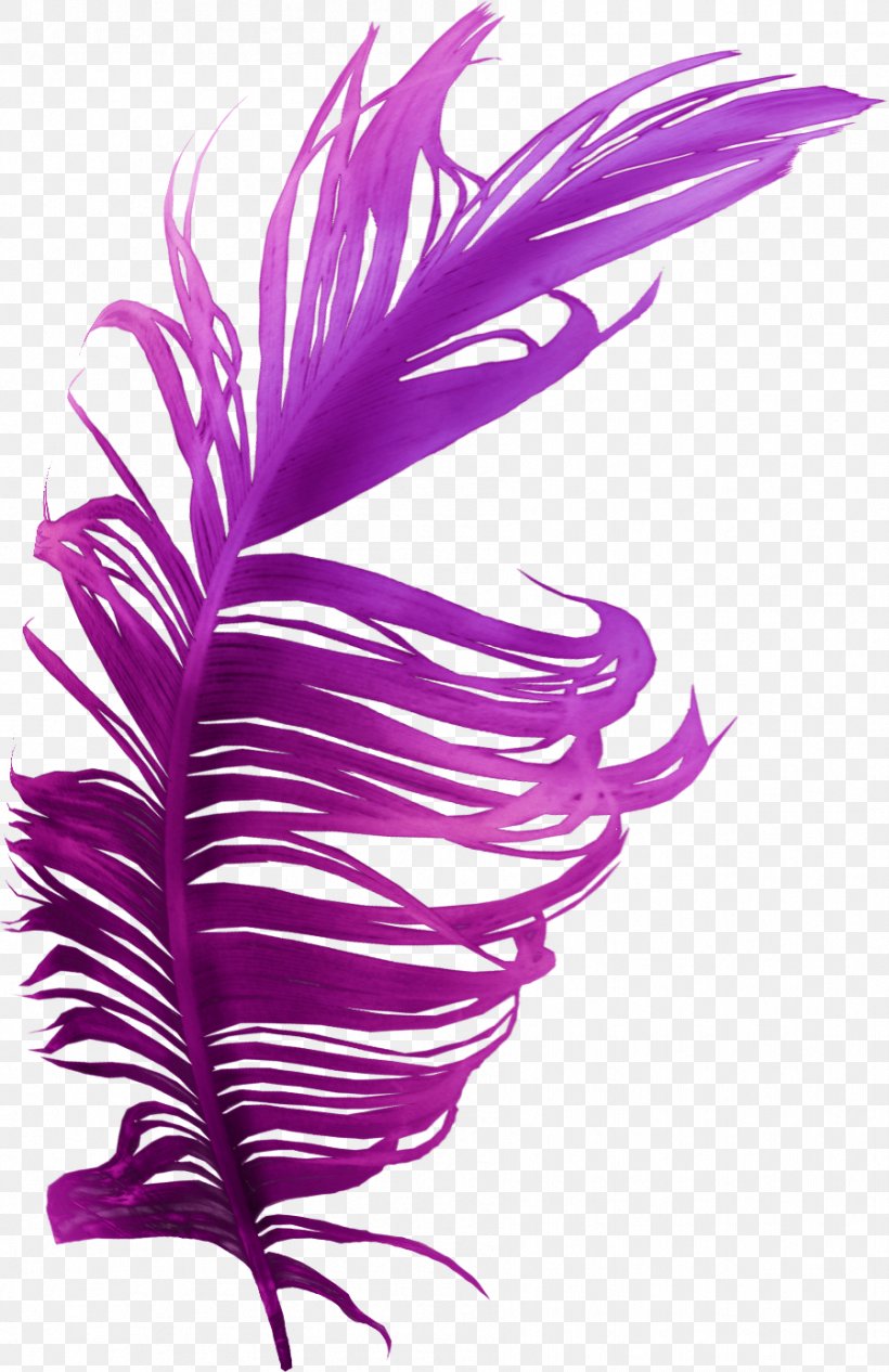 Feather Bird Purple Violet Color, PNG, 899x1389px, Feather, Bird, Blue, Blue Rose, Color Download Free