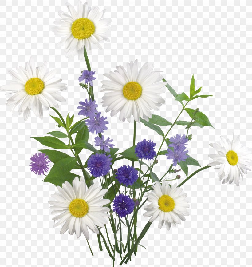 Flower Clip Art, PNG, 3617x3829px, Flower, Annual Plant, Aster, Chamaemelum Nobile, Chrysanths Download Free