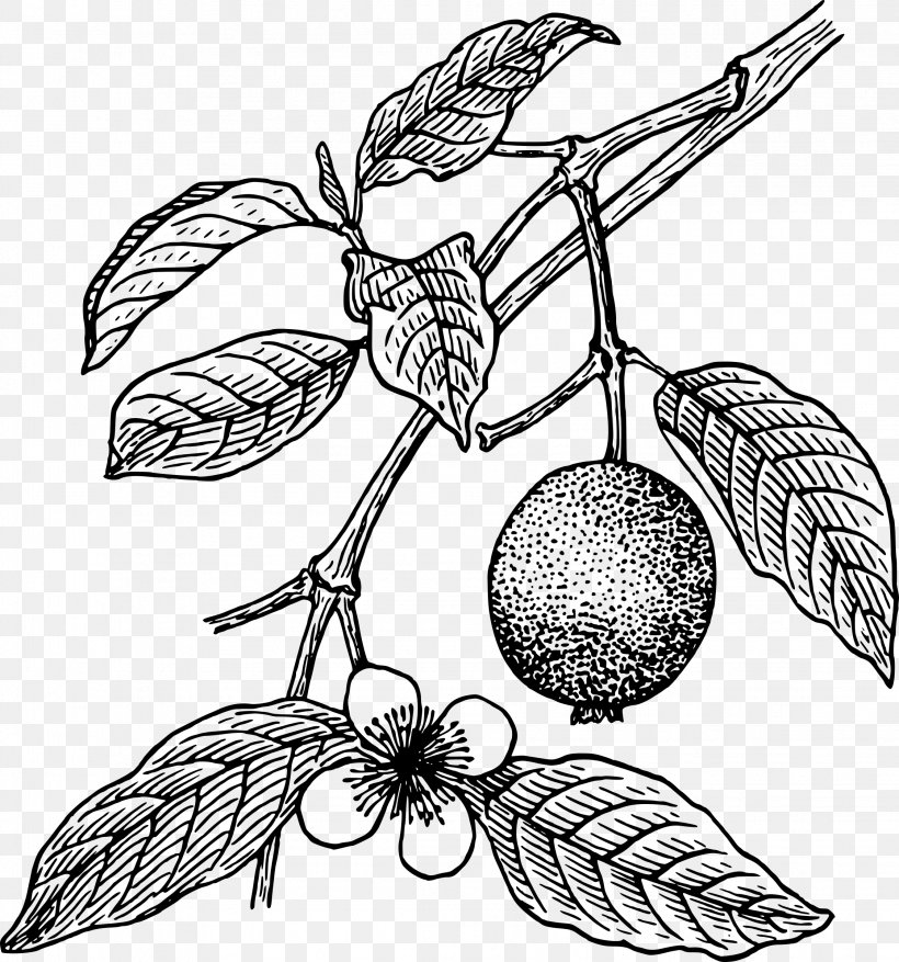Juice Guava Tropical Fruit Clip Art, PNG, 2244x2400px, Juice, Artwork, Black And White, Branch, Common Guava Download Free