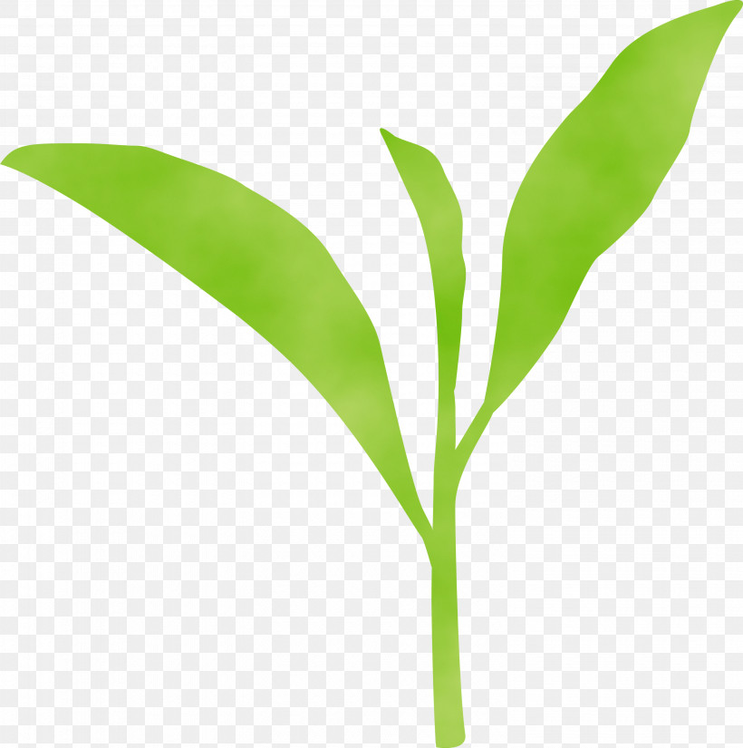 Leaf Flower Lily Of The Valley Plant Green, PNG, 2980x3000px, Tea Leaves, Flower, Green, Leaf, Lily Of The Valley Download Free
