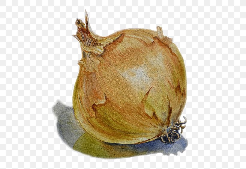 Onion Watercolor Painting Vegetable Drawing, PNG, 564x564px, Onion, Art, Drawing, Elephant Garlic, Food Download Free