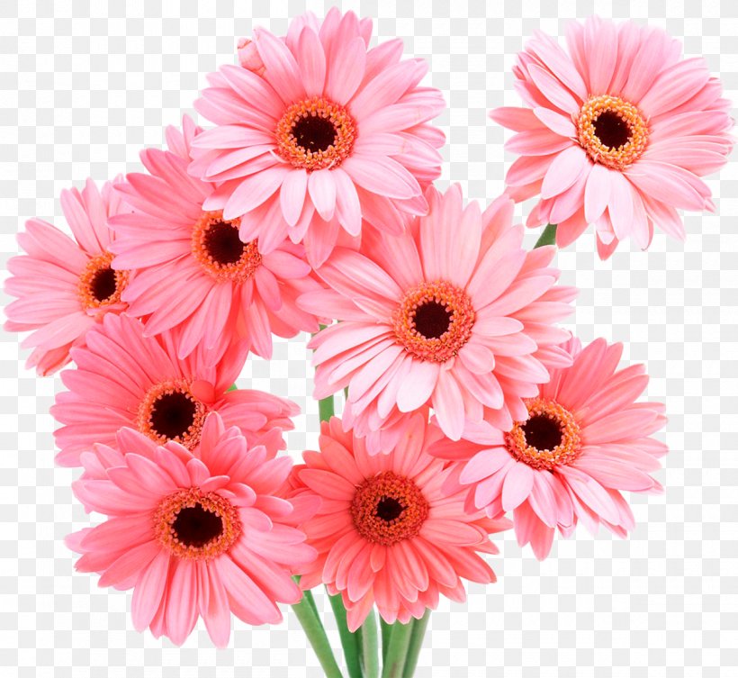 Transvaal Daisy Pink Flowers Common Daisy Rose, PNG, 1200x1103px, Transvaal Daisy, Annual Plant, Artificial Flower, Chrysanths, Common Daisy Download Free
