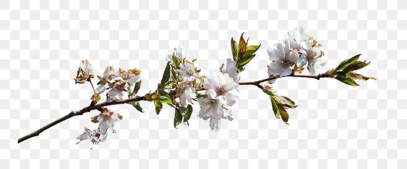 Image Flowery Branch Lamalou-les-Bains Photograph, PNG, 748x340px, Flowery Branch, Blossom, Branch, Cherry Blossom, Cut Flowers Download Free