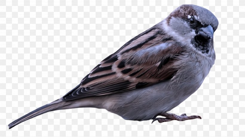 Bird Beak Sparrow Perching Bird House Sparrow, PNG, 2668x1500px, Bird, Beak, Finch, House Sparrow, Perching Bird Download Free