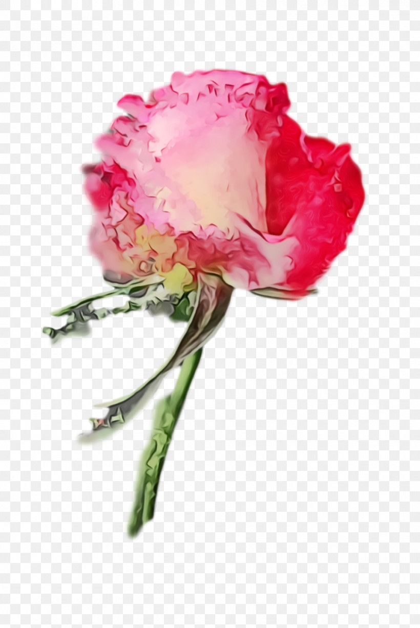 Garden Roses, PNG, 962x1440px, Watercolor, Bud, Cabbage Rose, Carnation, Cut Flowers Download Free